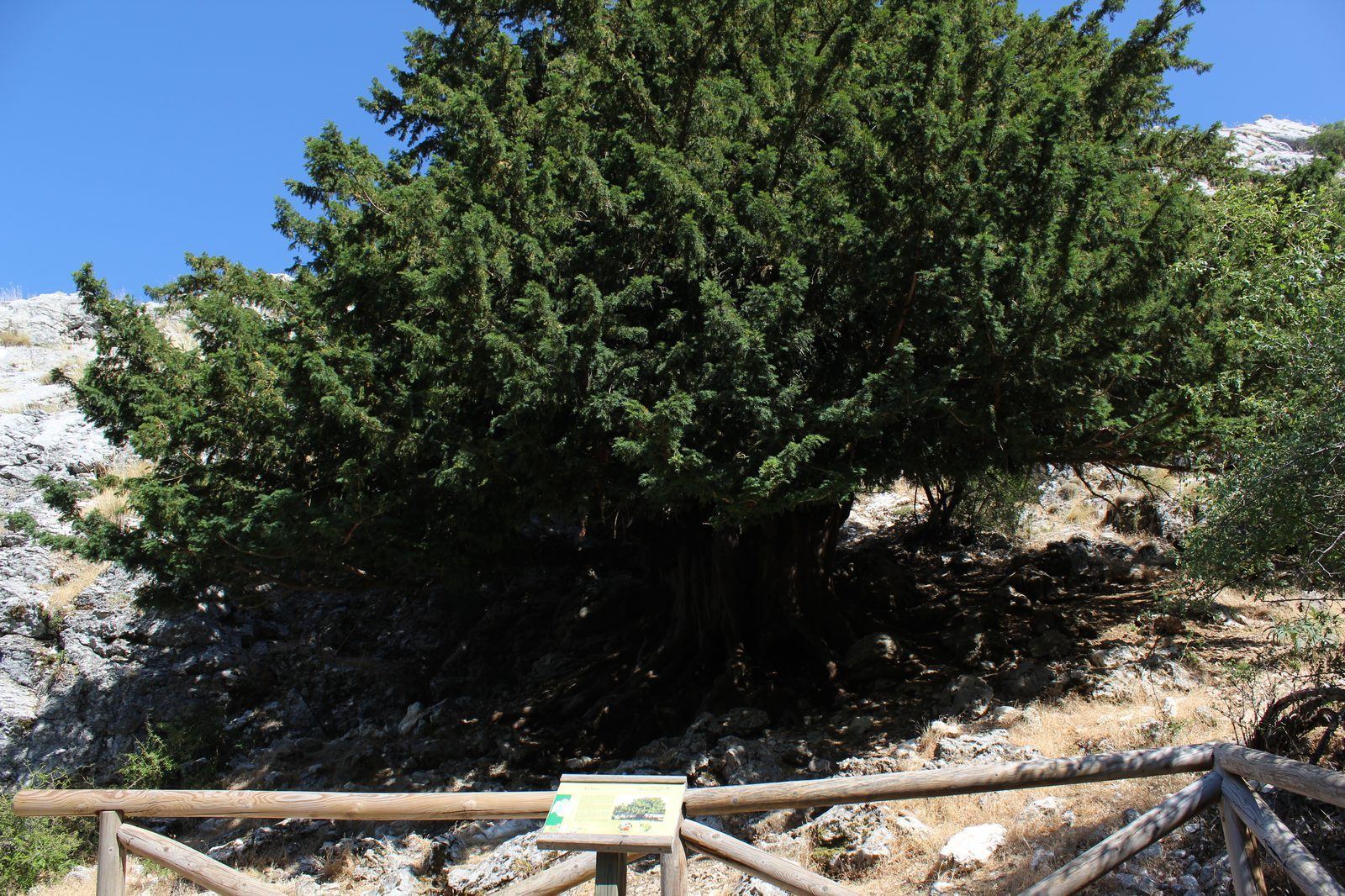 Tejo milenario en el sendero de los Tejos Milenarios, Quesada, Jaén